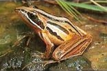 Striped Stream Frog http://chrissiesmeer.co.za/images_frogging/007.jpg